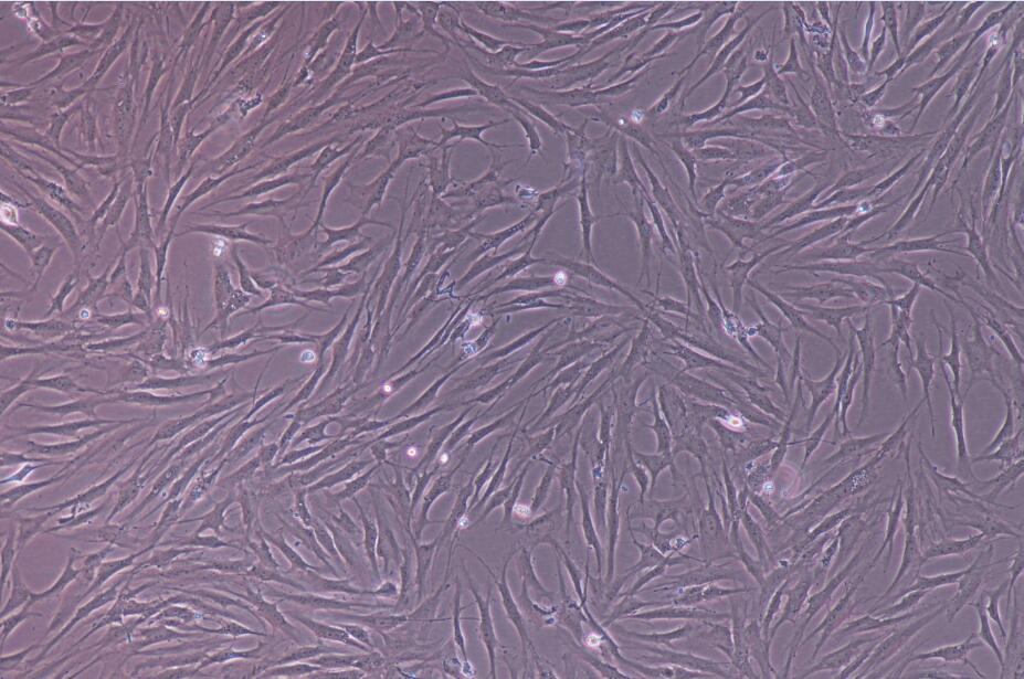 骨髓间充质干细胞
