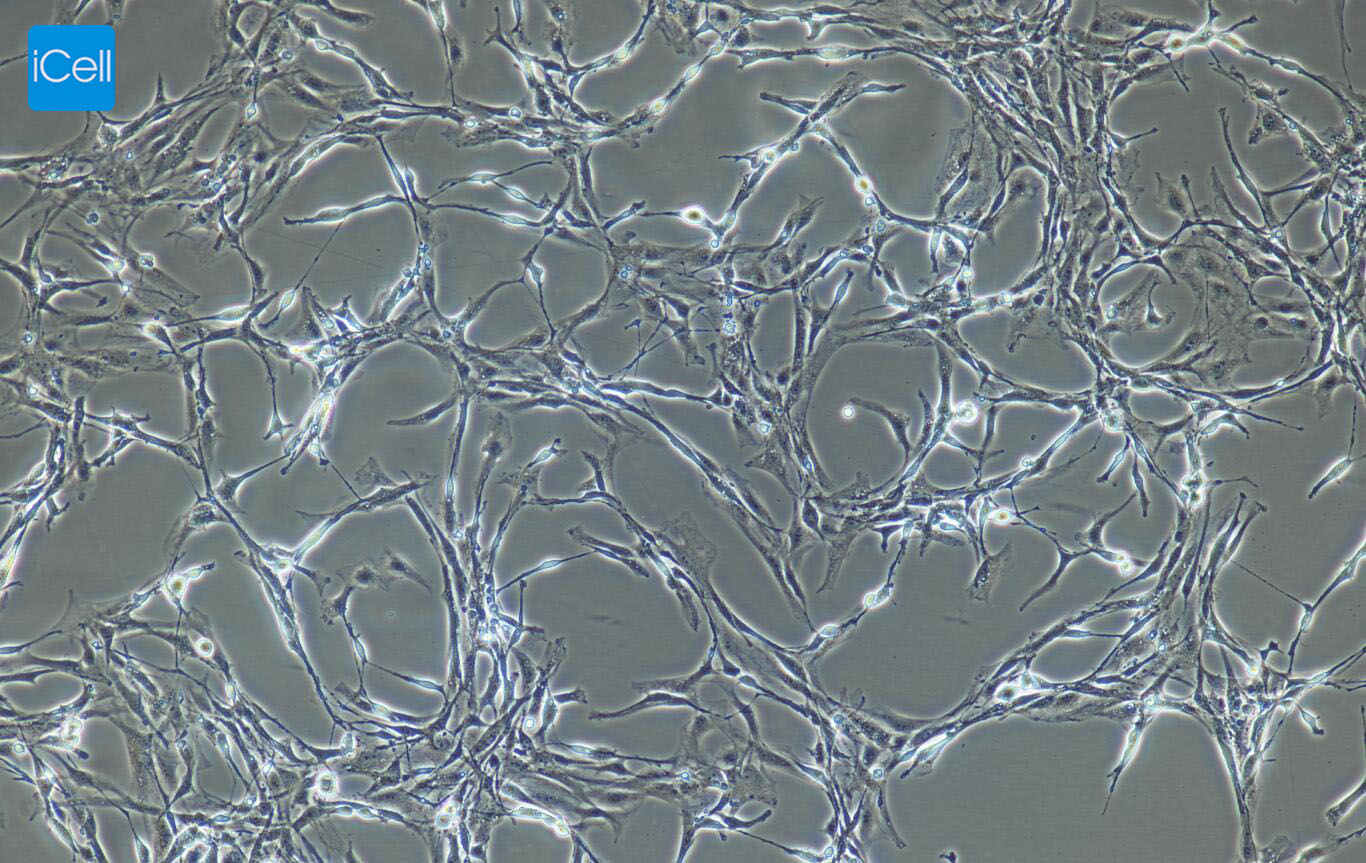 小鼠视网膜感光细胞 661W（STR鉴定正确）_细胞系_细胞库_旗赛生物科技（武汉）有限公司