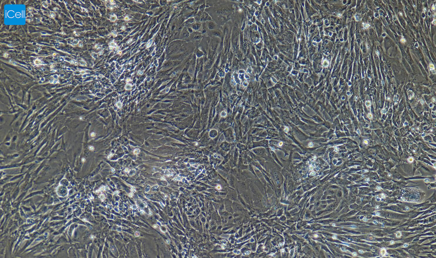髓核细胞