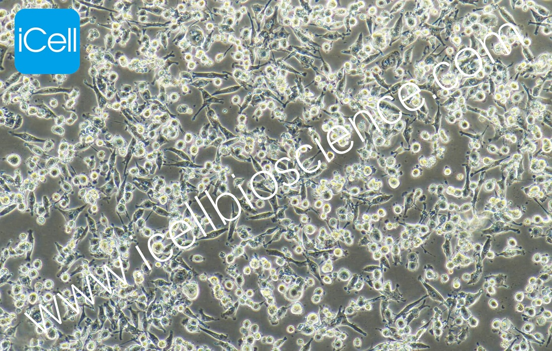 MIAPACA2 人胰腺癌细胞赛百慷(上海)生物技术股份有限公司