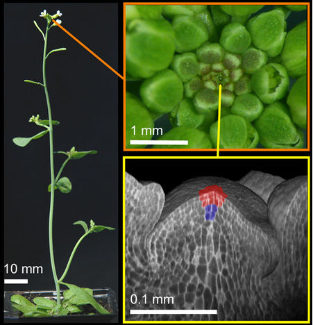 真正的 植物干细胞 不具有美白护肤特殊功效 赛百慷 上海 生物技术股份有限公司