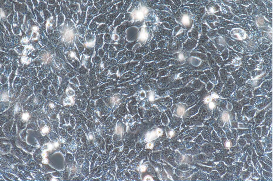 产品详情-赛百慷(上海)生物技术股份有限公司