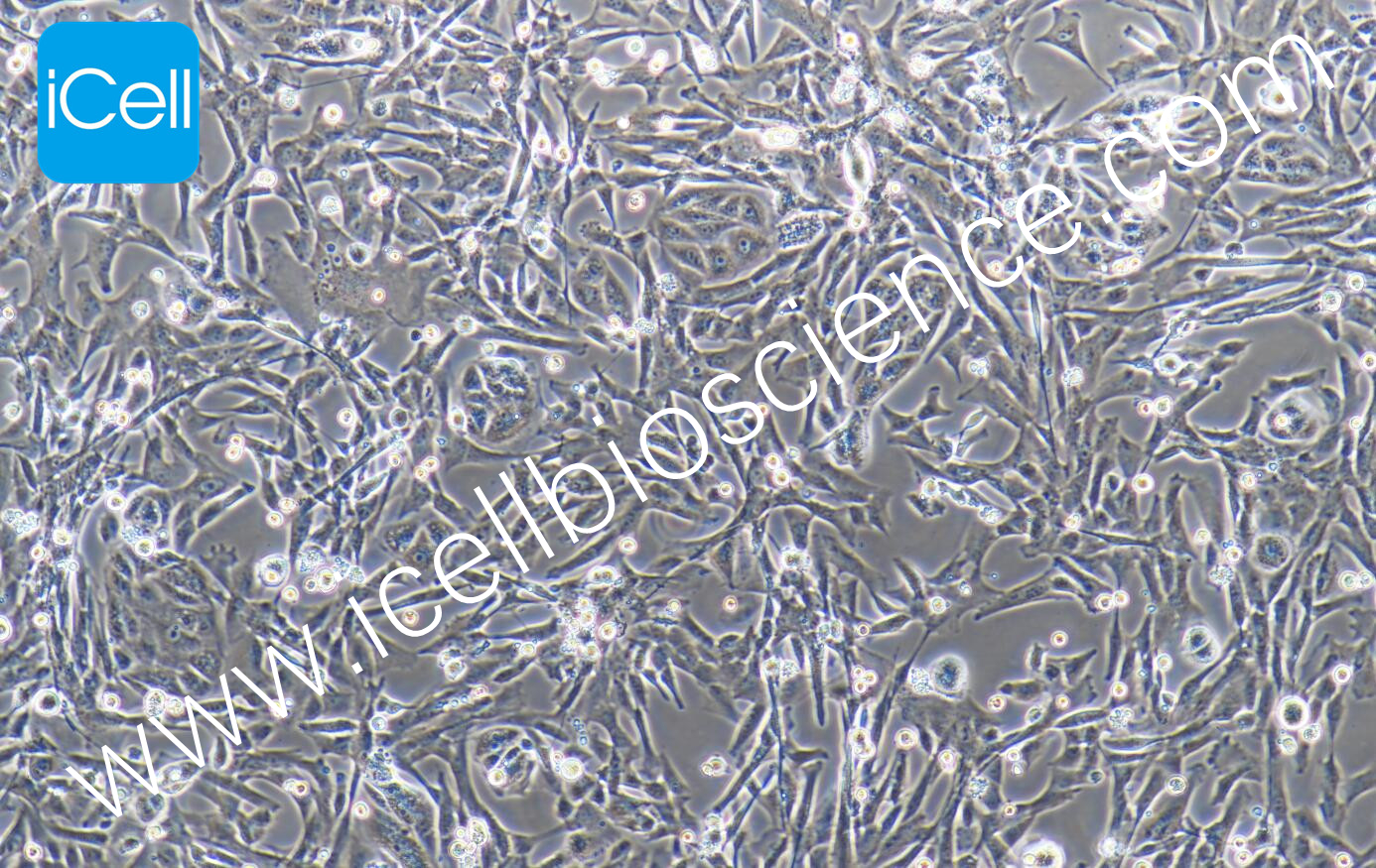 Mcdk Ras What Are Mdck Cells? : MDCK (NBL-2) – RASD