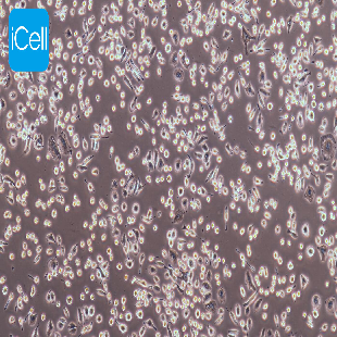 www icellbioscience com