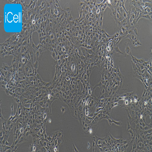 www icellbioscience com