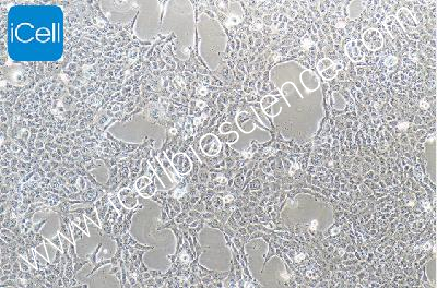 www icellbioscience com
