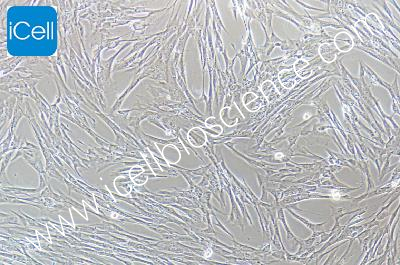 www icellbioscience com