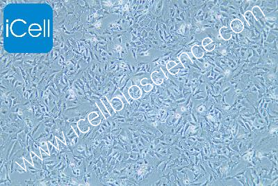hc11 小鼠乳腺上皮细胞-原代细胞-str细胞-细胞培养基-赛百慷生物