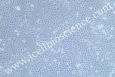 IPEC-J2 猪肠上皮细胞-原代细胞-STR细胞-细胞培养基-镜像绮点生物