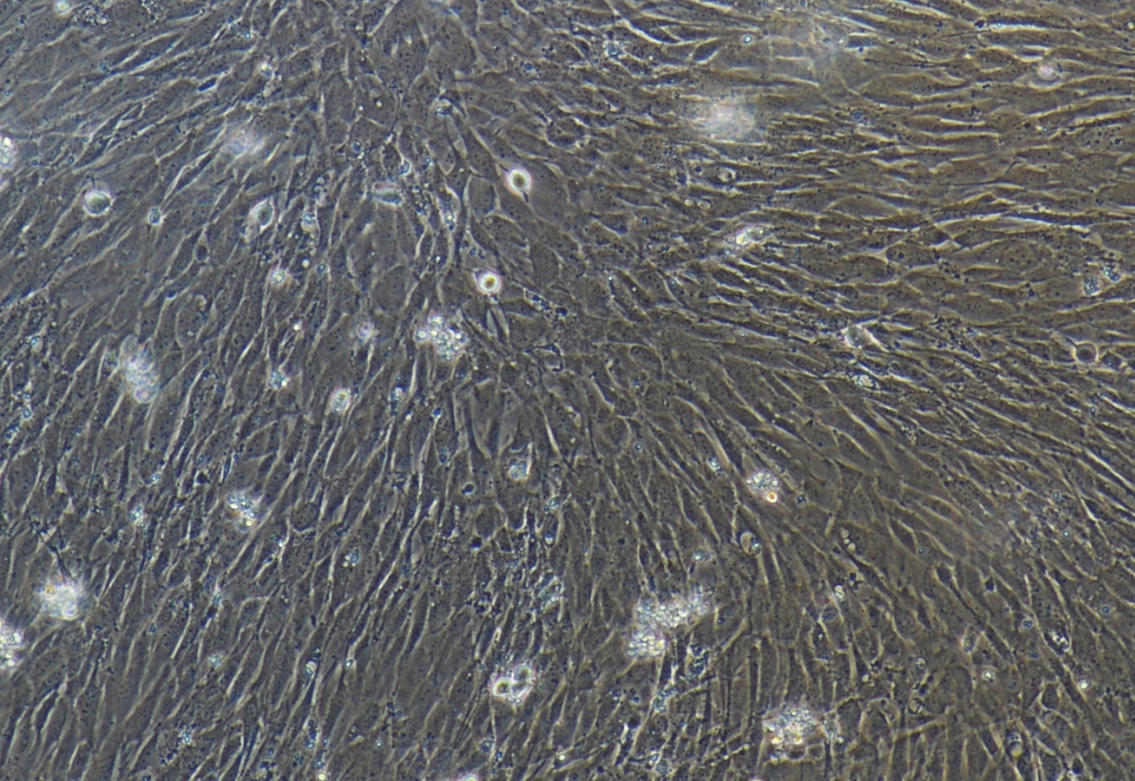 1773822132095092483.jpg 1773822132095092483.jpg