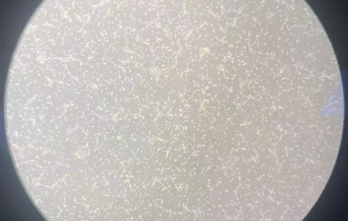1779267005650011493.jpg 22222.jpg