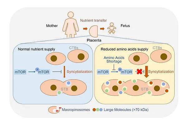 研究揭示胎盘合体滋养层细胞通过增强合体化和巨胞饮的方式补偿母体