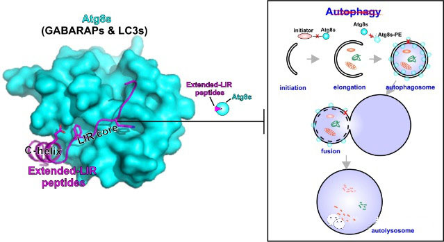 研究发现针对细胞自噬过程中atg8家族成员的强效及特异性抑制短肽
