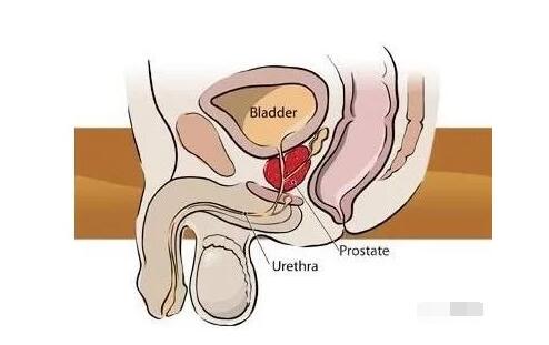 干细胞可治疗男性性功能障碍