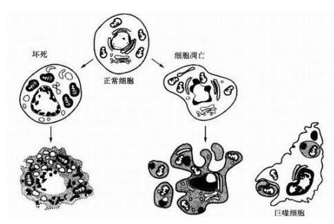 细胞凋亡和坏死的检测方法